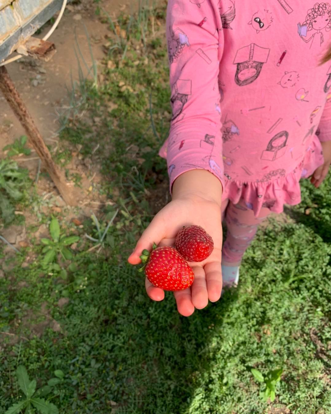 May be an image of one or more people and strawberry